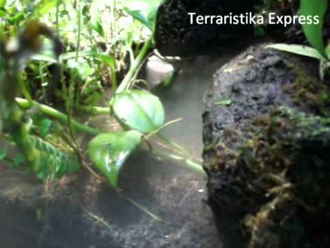 Watch Video on YouTube