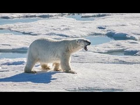 Wie weiß bleibt der Eisbär - German