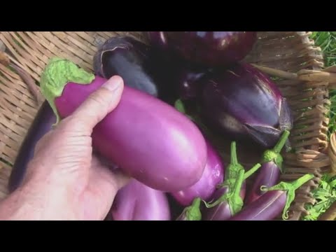 Harvesting Mitoyo Rosita Ping Tung and Little Fingers Eggplants