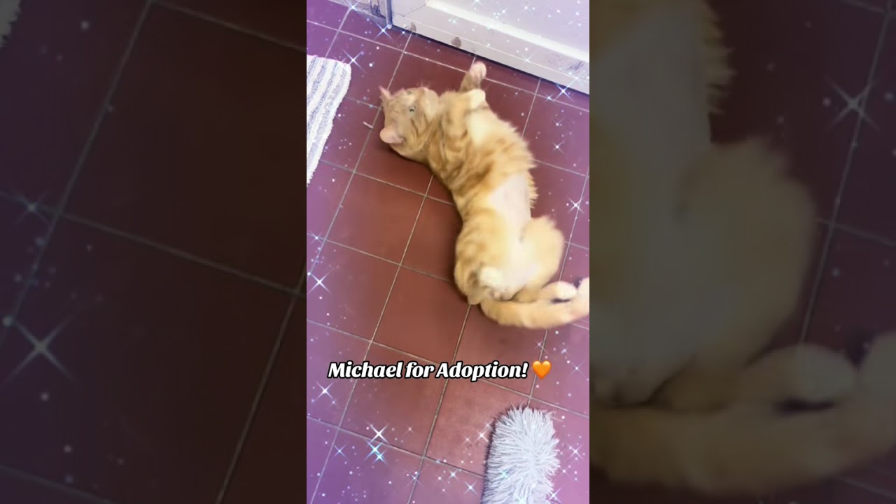 Michael, a Adoptable Domestic Short Hair in Long Beach, NY video 6/6
