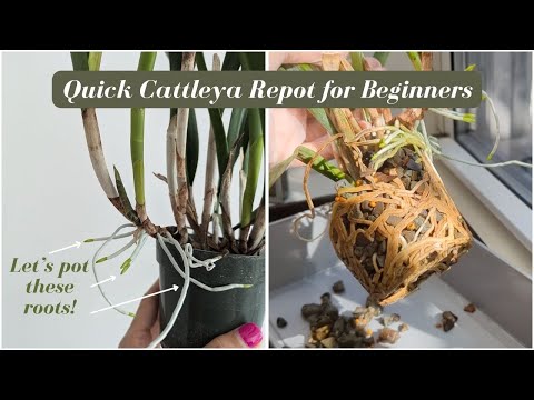 Easy Indoor Orchid Repotting: Beginners' Guide To Cattleya Orchids With Roots Growing Out Of The Pot
