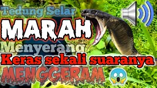 Download lagu The sound of the Tedung Selar snake growling 😱 is terrifying when caught mp3