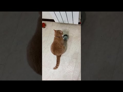 Clever Cat Demands for Food Bowl Is Refill || ViralHog