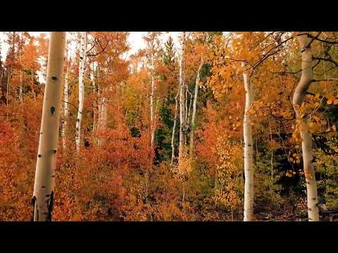 SPICEKOMORI - JESIEŃUNIESIEŃ