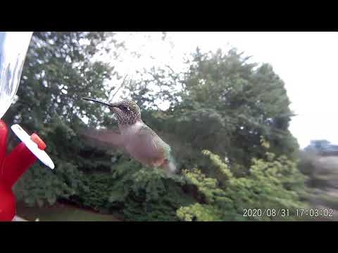 Immature Male Ruby-throated Hummingbird