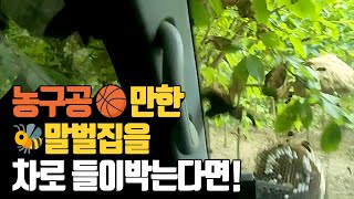 농구공 만한 말벌집을 차로 들이박는다면 | 나무대장