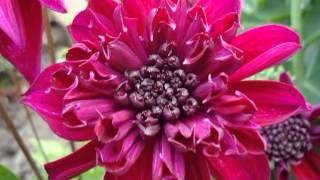 Laura Mvula  -Unbelievable Dream-