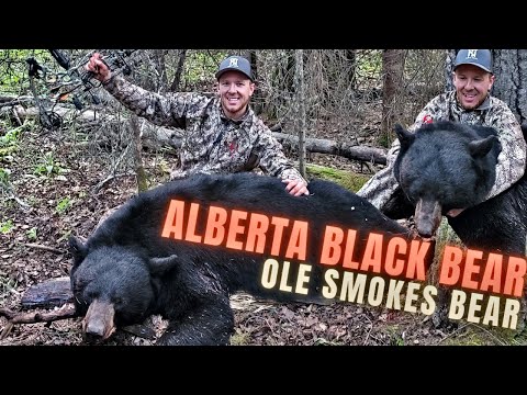 8 YARDS AWAY! BEAR DOWN!!! | Alberta Black Bears