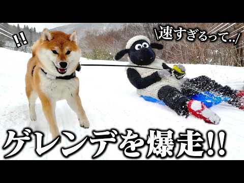 初めてのスキー場に大暴走で駆け回る柴犬こまちゃんが想像以上に速すぎましたwww