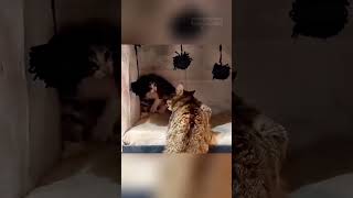 foster cat mom knows exactly what to do