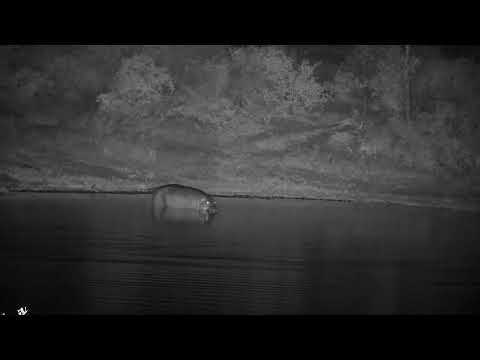 Djuma: Hippo arrives at the dam - 21:51 - 01/15/2023
