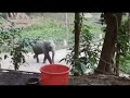 Asian Engry Elephant Attack Elephant Attack Elephant Elephant Wildlife Animals Beautifulindia8344