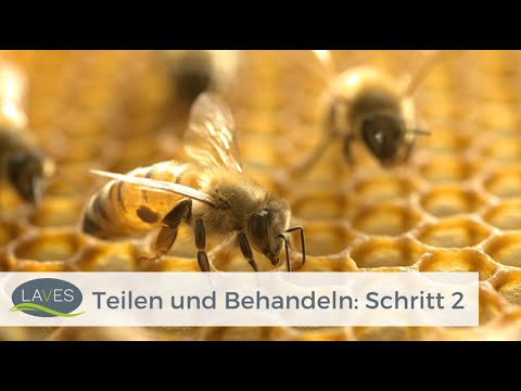 Teilen und Behandeln: Schritt 2/4