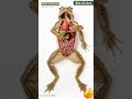 Frog Anatomy Animation Bio AI Art 28