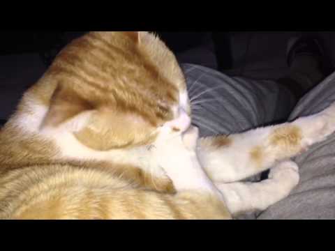 Cat bites his toenails - Кот грызёт свои ногти