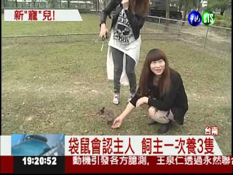 "沼林袋鼠"會認人 1隻至少10萬!