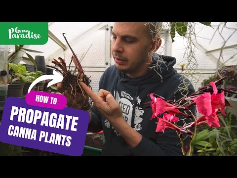 Divide now for FREE Canna plants | How to propagate Canna