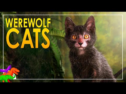 Lykoi – The Werewolf Cat