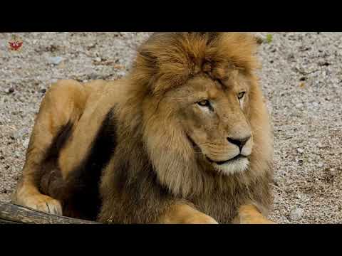 The Strongest LION PRIDE in Luangwa Valley - National Geographic Documentary 2022