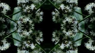Ti Flowers Blooming, Time-Lapse Kaleidoscope, David Gray &quot;Let The Truth Sting&quot;