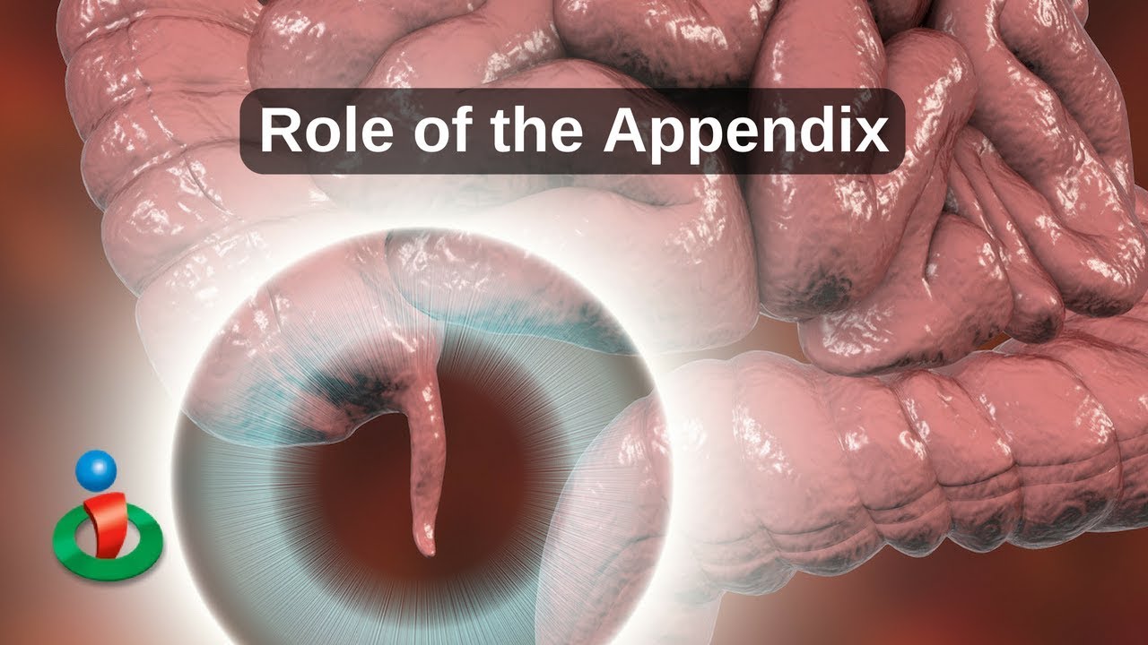Finally, This is What Your Appendix Does! Why Take it Out?! - YouTube