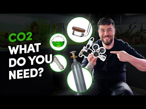 CO2 For Planted Aquarium: What You ACTUALLY Need In 5 Easy Steps