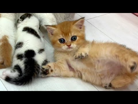 Will a cat adopt someone else's kitten?
