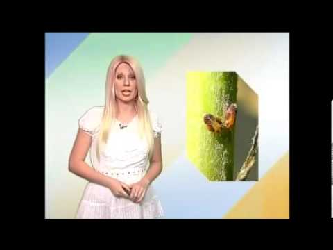 Zelena prognoza 24.6.2013.