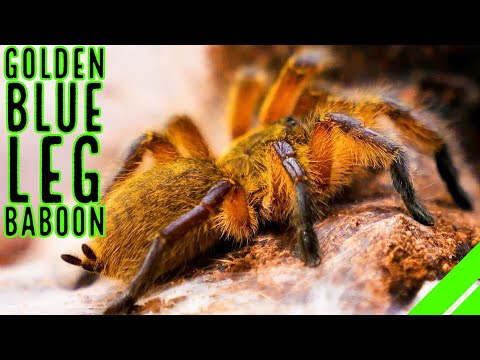 Sklípkavec zlatomodrý (Harpactira pulchripes) — terárium, kŕmenie a správanie