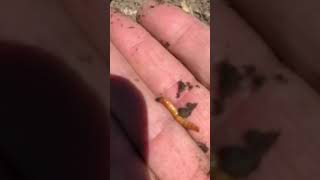 Diagnosing wireworm damage in corn