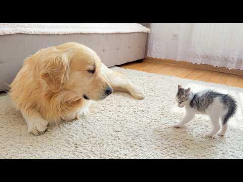 YouTube 썸네일