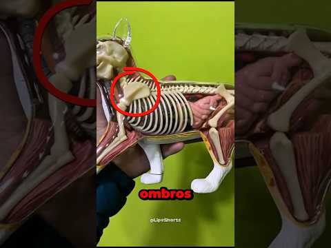 Se Você Tem Um GATO NÃO Cometa Estes ERROS! 😳🤔 #curiosidades #shorts