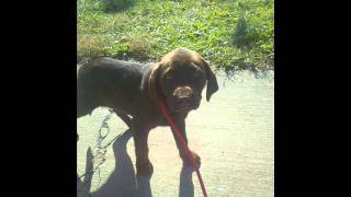 Buffalo Rome: &quot;Plant White Roses&quot;