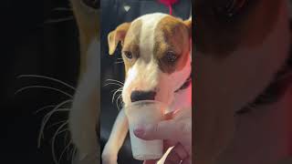 Video preview image #1 Boxer-Unknown Mix Puppy For Sale in Woodbury, NY, USA