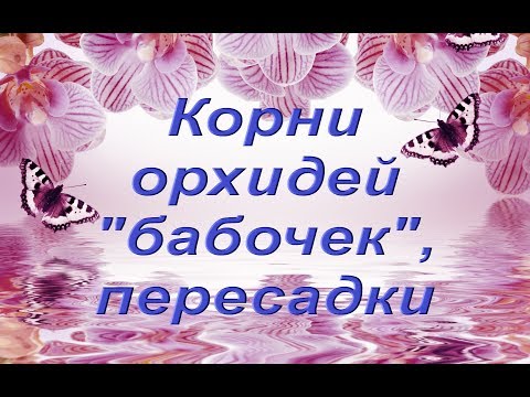 ОРХИДЕИ "БАБОЧКИ":желтизна на шее,корни и пересадки