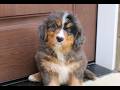 Bernedoodle dogs for sale: Chloe  - Video 1