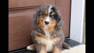 Video preview image #1 Bernedoodle Puppy For Sale in NARVON, PA, USA