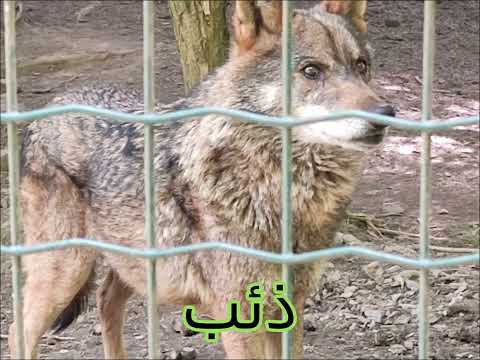 MOLLÓ PARC ، محمية للحيوانات شبه خالية Al´Albaraka Haifa Kareemah