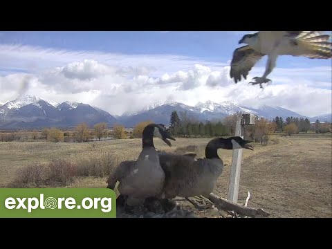 The FIGHT For the Osprey Nest
