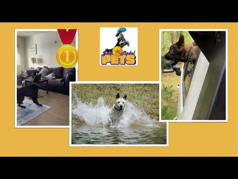 NBC5 News 4th Winner for Gold Medal Pets Contest - YouTube