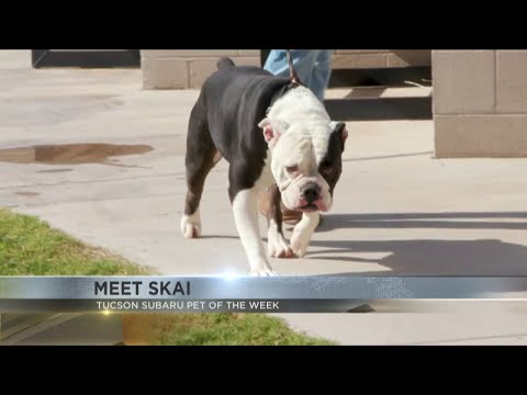 Tucson Subaru's Pet of the Week: Shy girl Skai - YouTube