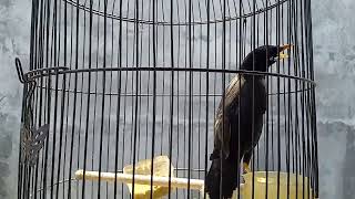 Download lagu Jalak kebo Muda Belajar Bunyi mp3 Download lagu Jalak kebo Muda Belajar Bunyi mp3