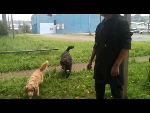 LEST KUN vs PALALO PUÑETA