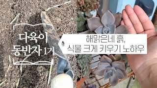 [다육이동반자1기] 해맑은네 흙, 식물 크게 키우기 노하우 succulents/多肉植物/たにくしょくぶつ 41…