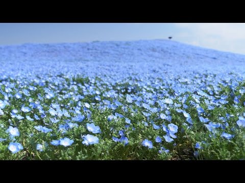 【絶景茨城】国営ひたち海浜公園｜ネモフィラ