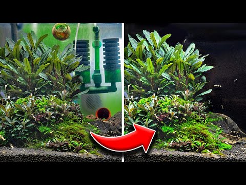 5 Easy Tips for Making a Good Aquarium Even Better