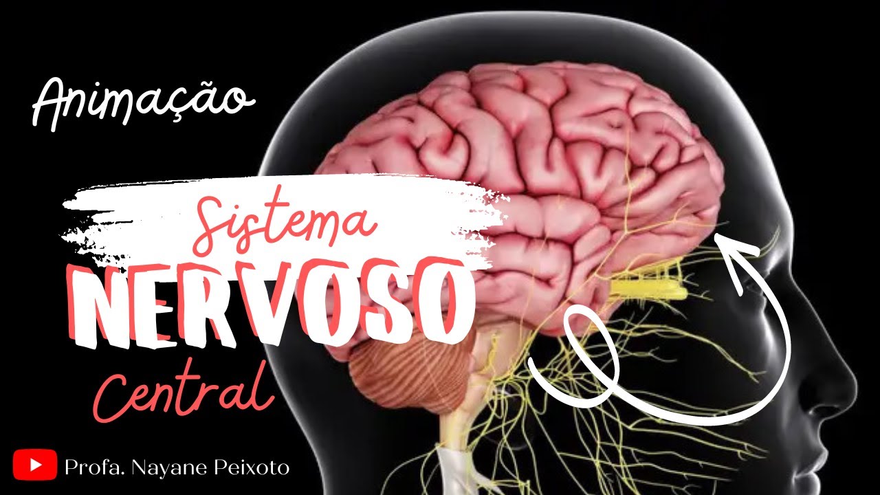 Animação: Sistema Nervoso Central