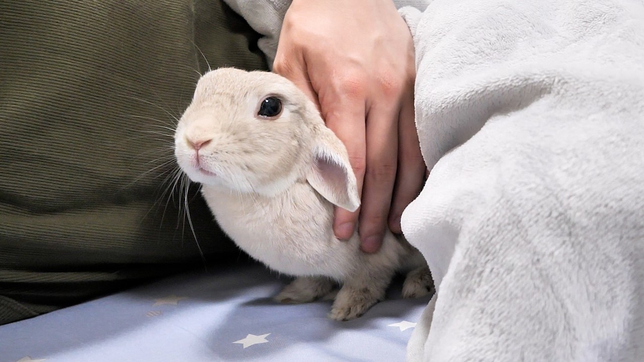 夜１２時を過ぎるとお布団でいっしょに寝る準備を始めだすうさぎさん