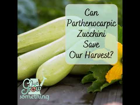 Can Parthenocarpic Zucchini Save Our Harvest by Helping Us Avoid Pests?