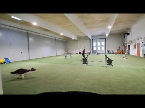 Tsemppi agility training 27.3.2023